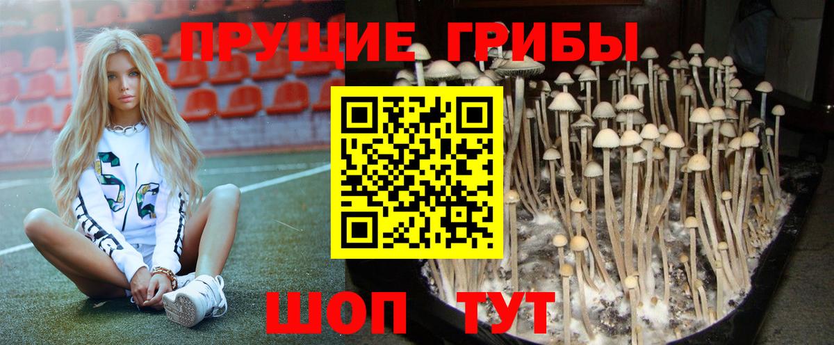 Псилоцибиновые грибы Cubensis Калининград